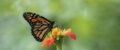 CAMACOESRD - Pequeñas decisiones, grandes transformaciones con el efecto mariposa.